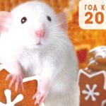 Гороскоп на 2020 год по знакам Зодиака