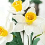 Нарциссы в горшочке крючком : схема и описание